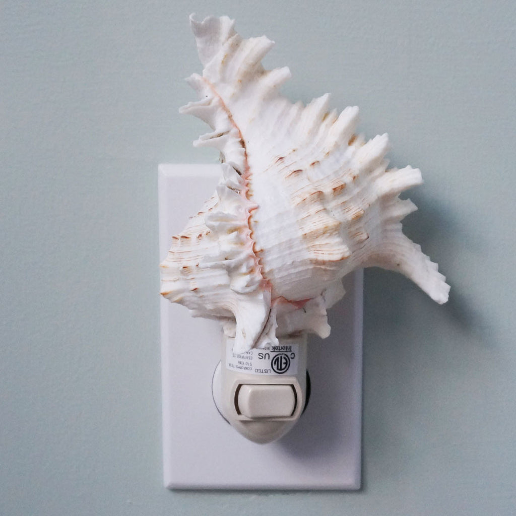Night Light Pink Murex | The Hub of Nantucket